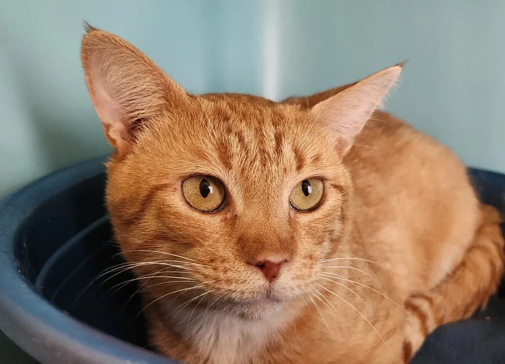 MBAPPE, male 6yo Mixed Breed for adoption at SPA Cholet, Cholet