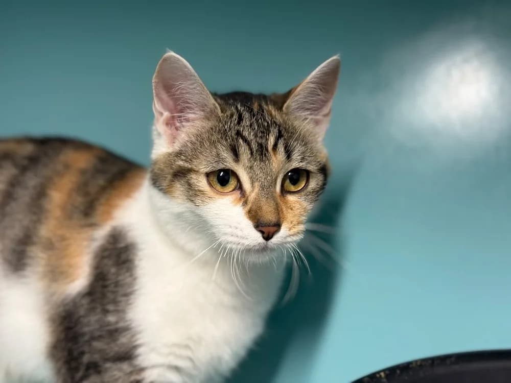 Bichette, female Mixed Breed for adoption at SPA Cholet, Cholet