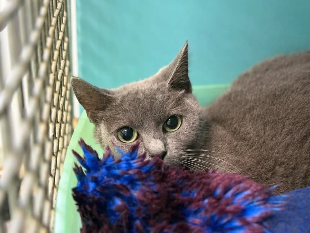 Grisette, female 3yo Siamese for adoption at SPA Cholet, Cholet