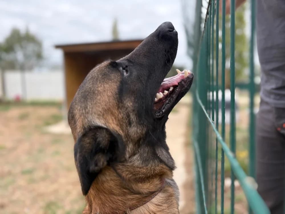 YODA, male young Belgian Malinois for adoption at SPA Cholet, Cholet