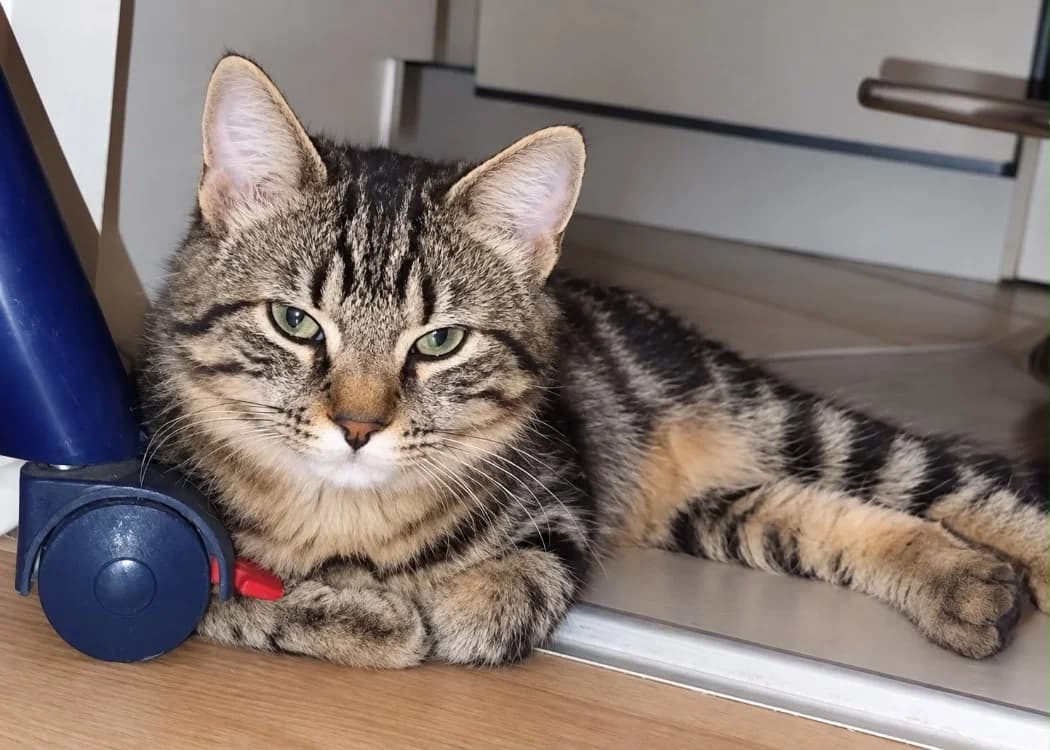 JELLY, male Mixed Breed for adoption at SPA Cholet, Cholet