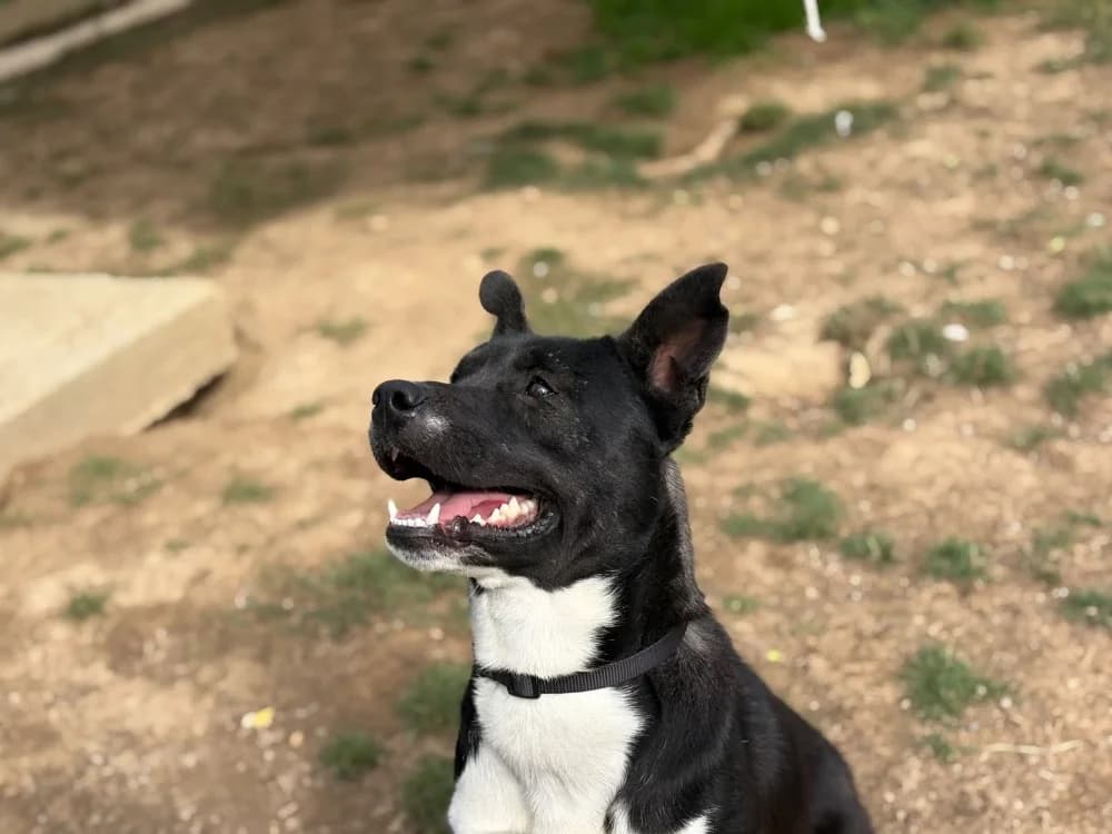 TYSON, male young mixed breed for adoption at SPA Cholet, Cholet