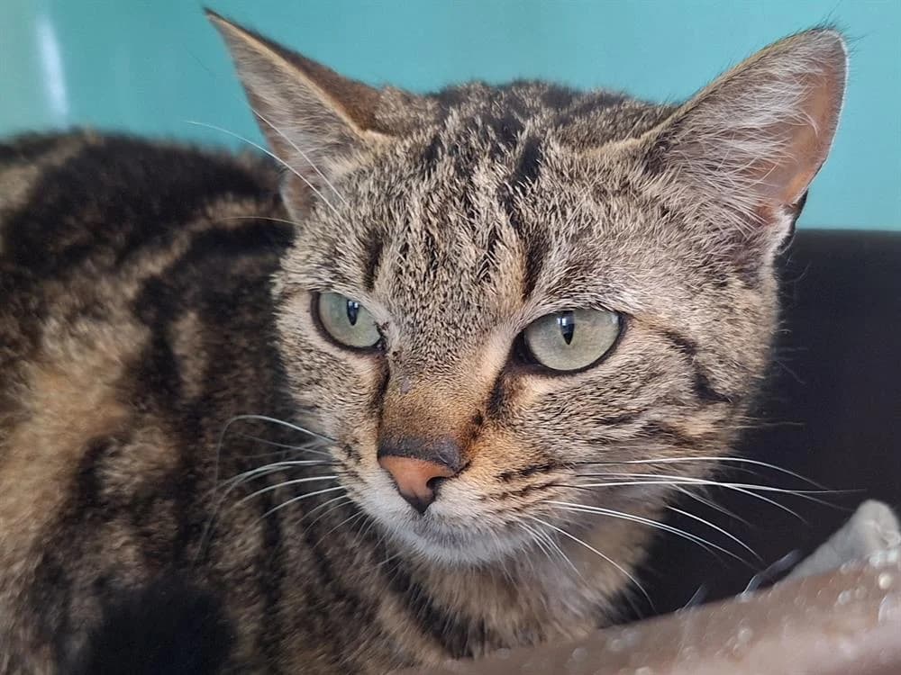 Titou, female 4yo Mixed Breed for adoption at SPA Cholet, Cholet