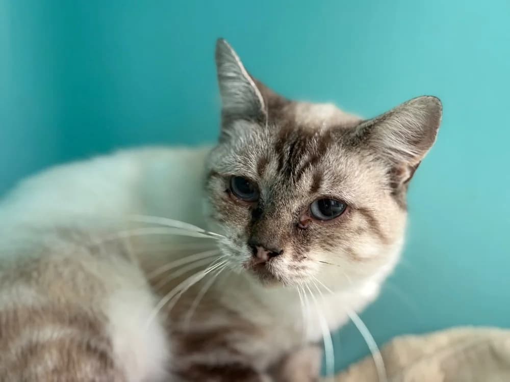 COCOTTE, female Mixed Breed for adoption at SPA Cholet, Cholet