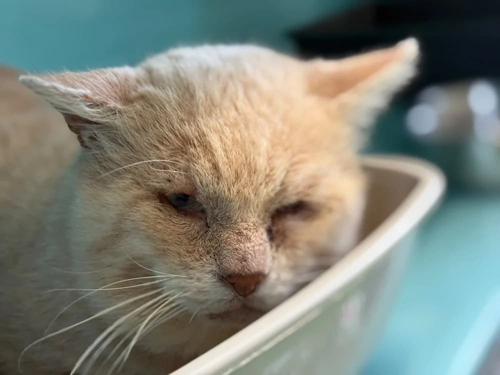MAZU, male senior Mixed Breed for adoption at SPA Cholet, Cholet