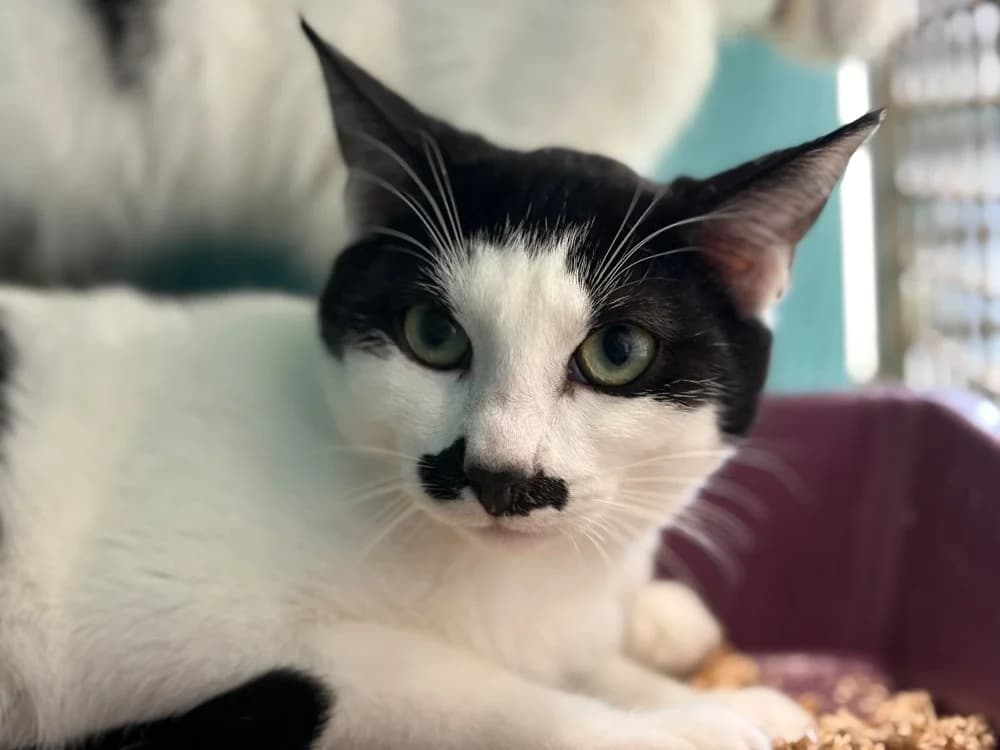 Moustache, male Mixed Breed for adoption at SPA Cholet, Cholet