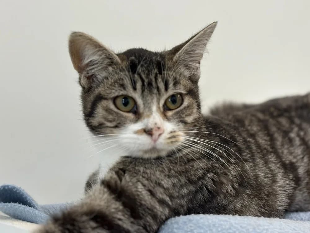 MARGARITA, female Mixed Breed for adoption at SPA Cholet, Cholet