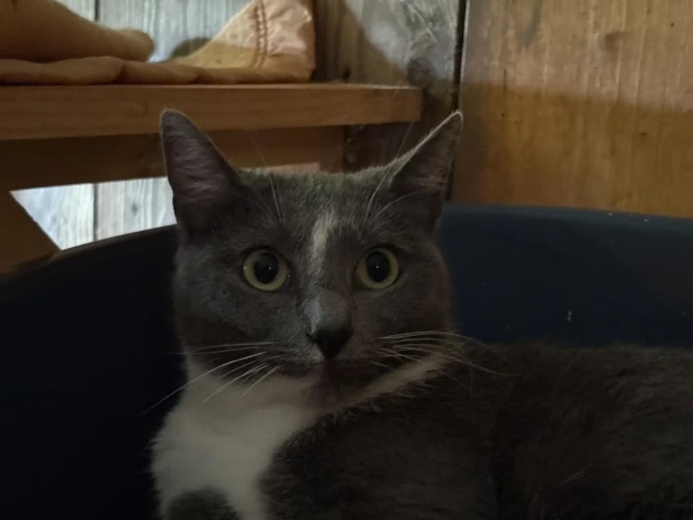 CHAUSSETTE, female young Siamese for adoption at SPA Cholet, Cholet