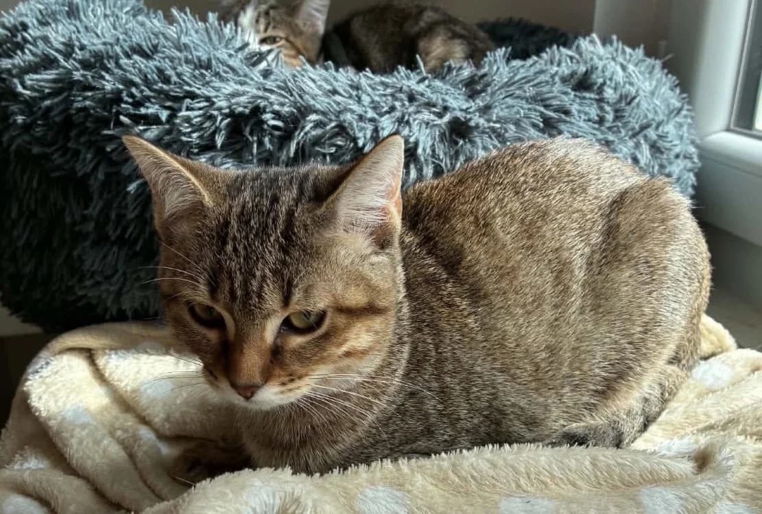 Laa-Laa, female Mixed Breed for adoption at SPA Cholet, Cholet