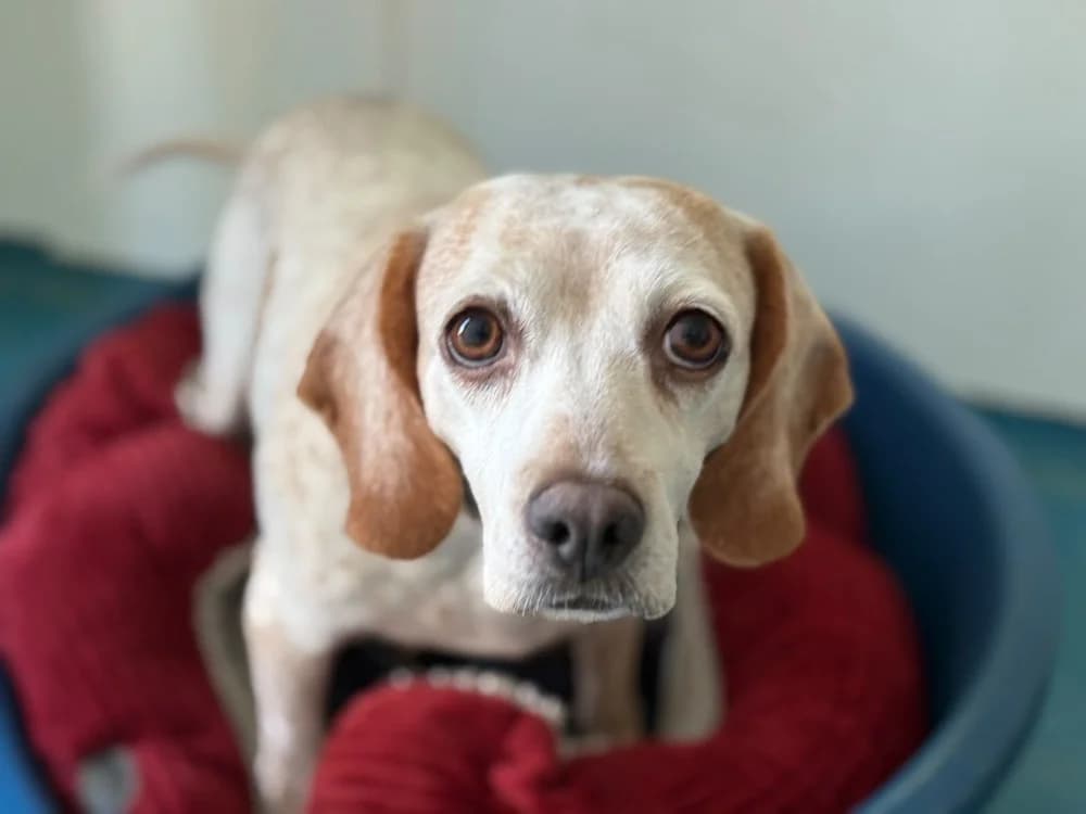 ESPERANZA dite Tess, female 5yo Beagle for adoption at SPA Cholet, Cholet