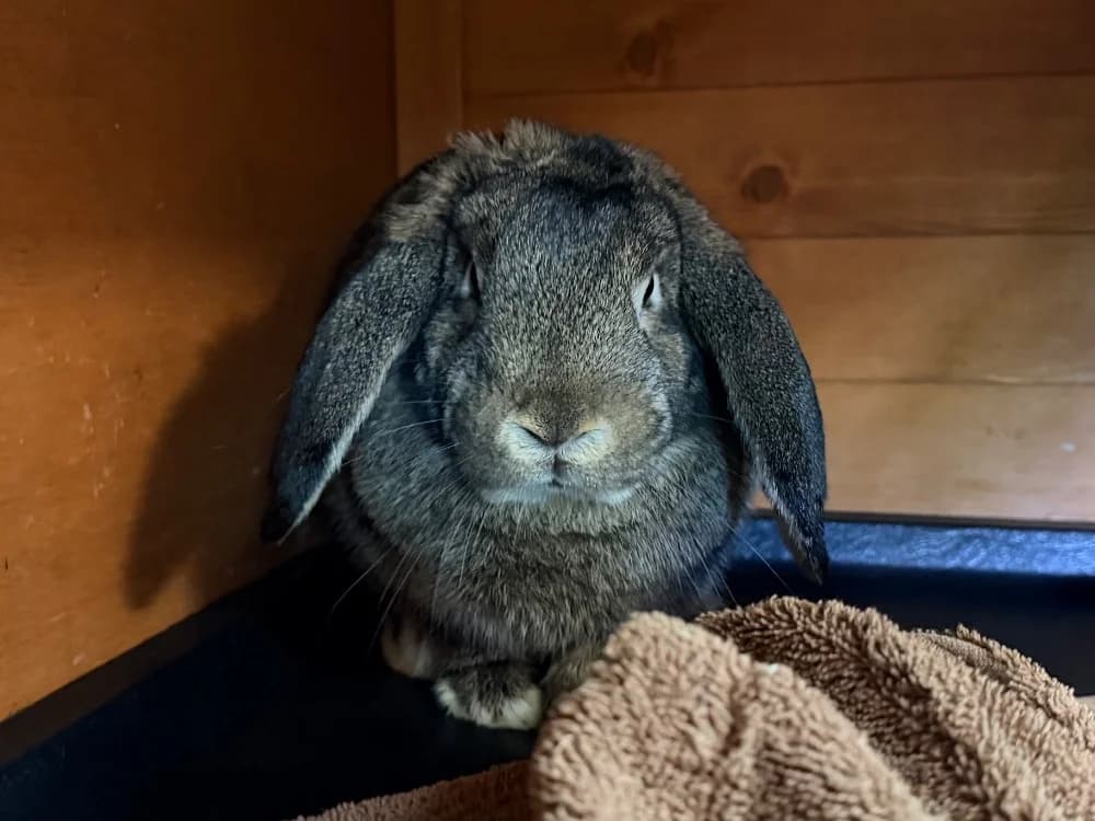 PIPOUNE, female Mixed Breed for adoption at SPA Cluses, Cluses