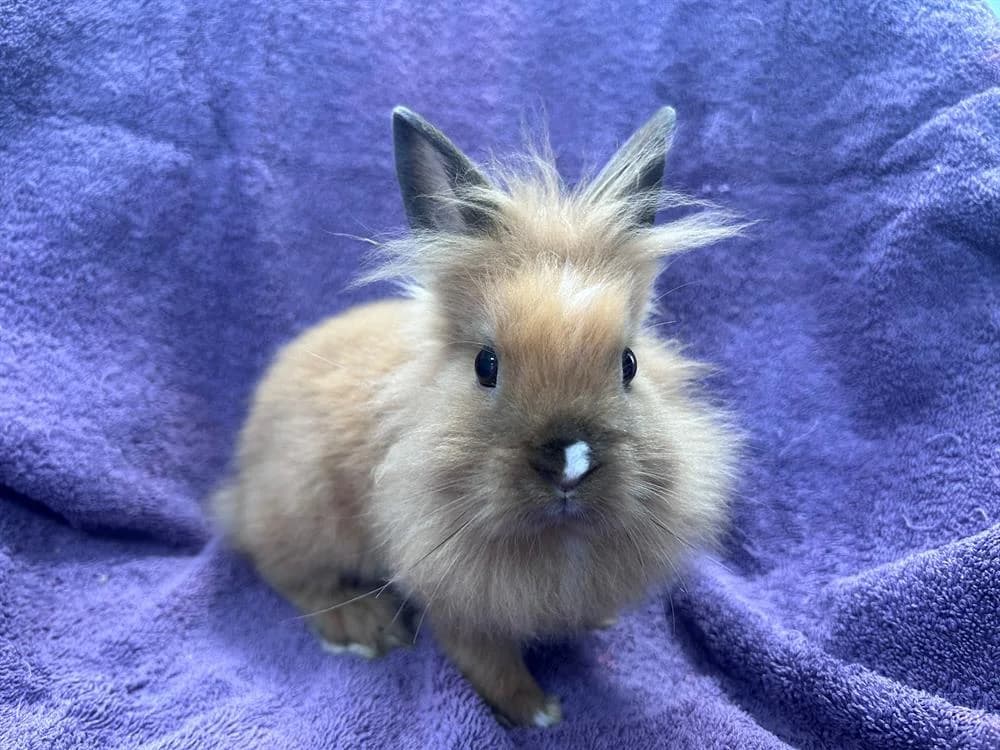 MILO, male mixed breed for adoption at SPA Cluses, Cluses