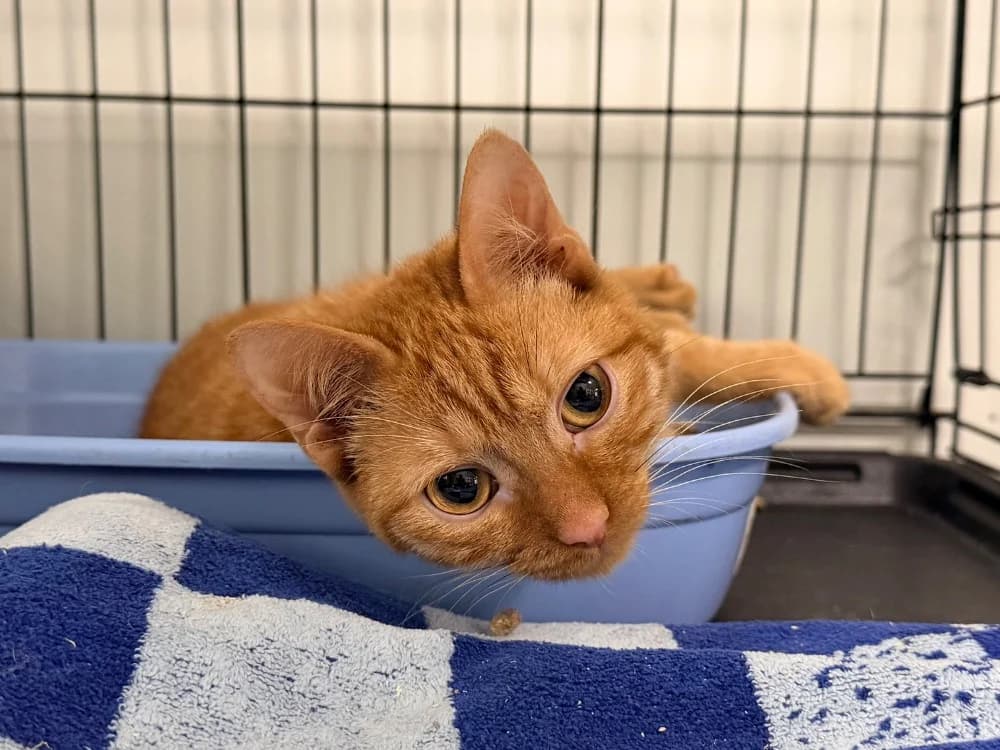 C-3PO, male Mixed Breed for adoption at SPA Cluses, Cluses