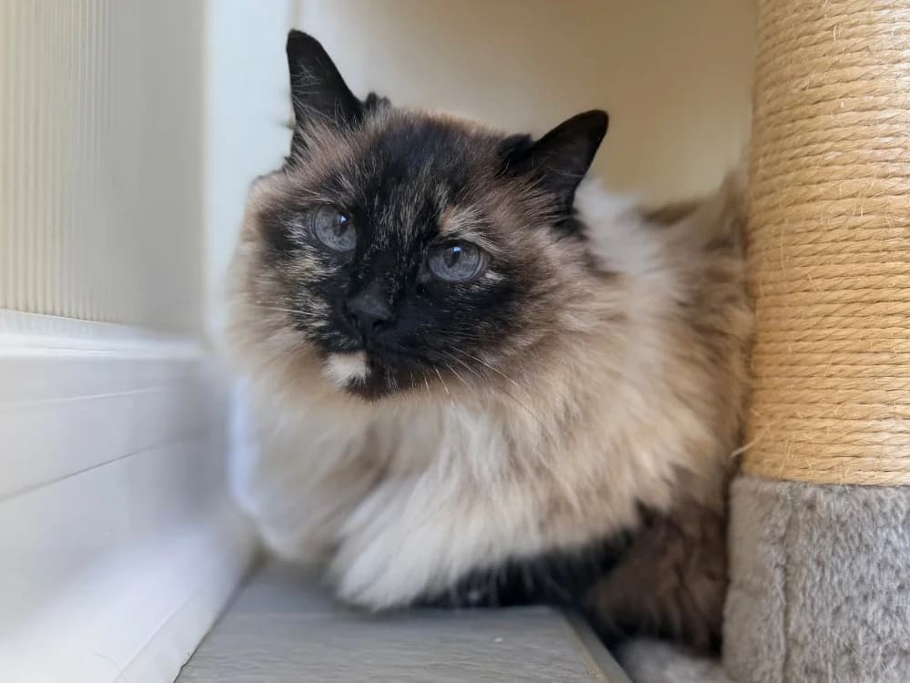 MINETTE, female senior Mixed Breed for adoption at SPA Cluses, Cluses
