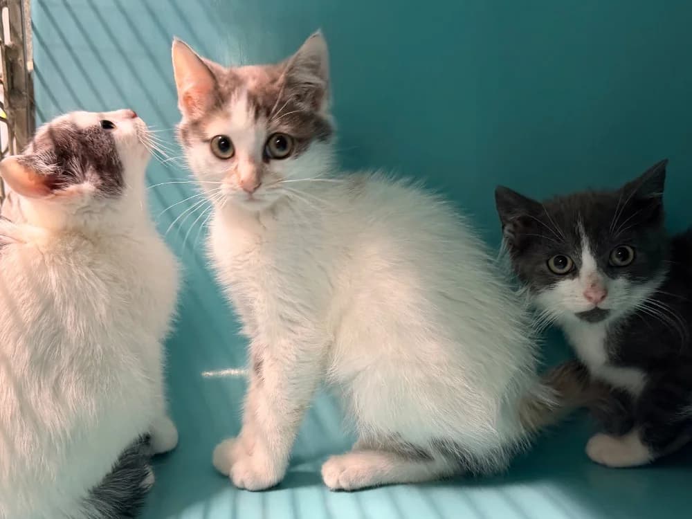 BROKEN, female puppy Mixed Breed for adoption at SPA Cluses, Cluses