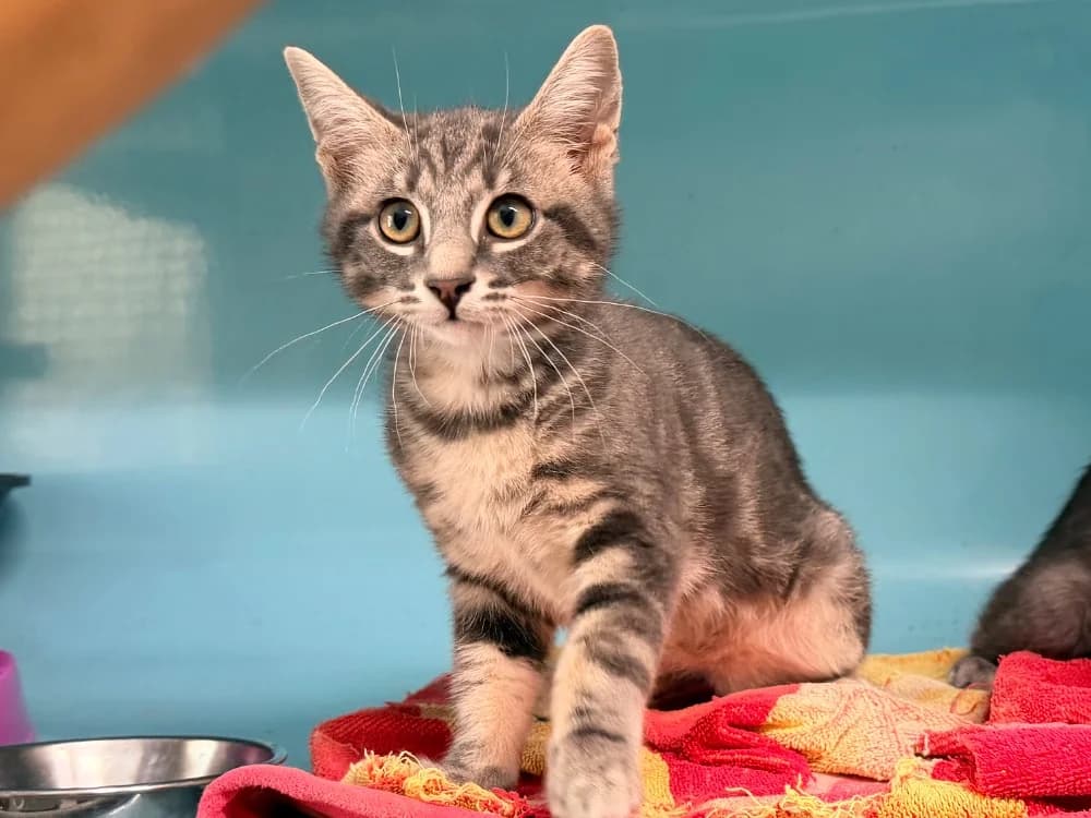 CLAQUETTE, male Mixed Breed for adoption at SPA Cluses, Cluses