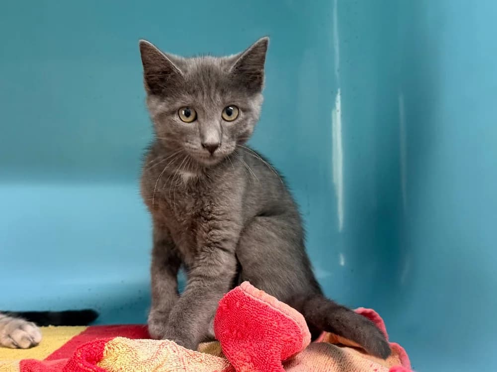 CHAUSSETTE, female Mixed Breed for adoption at SPA Cluses, Cluses