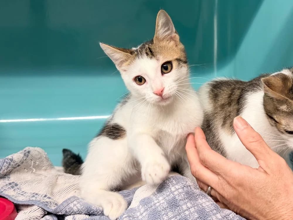 TYRION, male Mixed Breed for adoption at SPA Cluses, Cluses