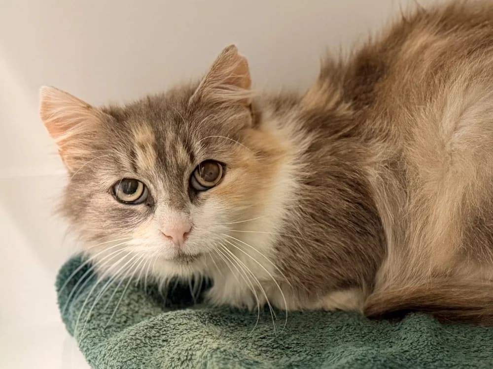 KOLYNA (FIV+), female 6yo Mixed Breed for adoption at SPA Cluses, Cluses