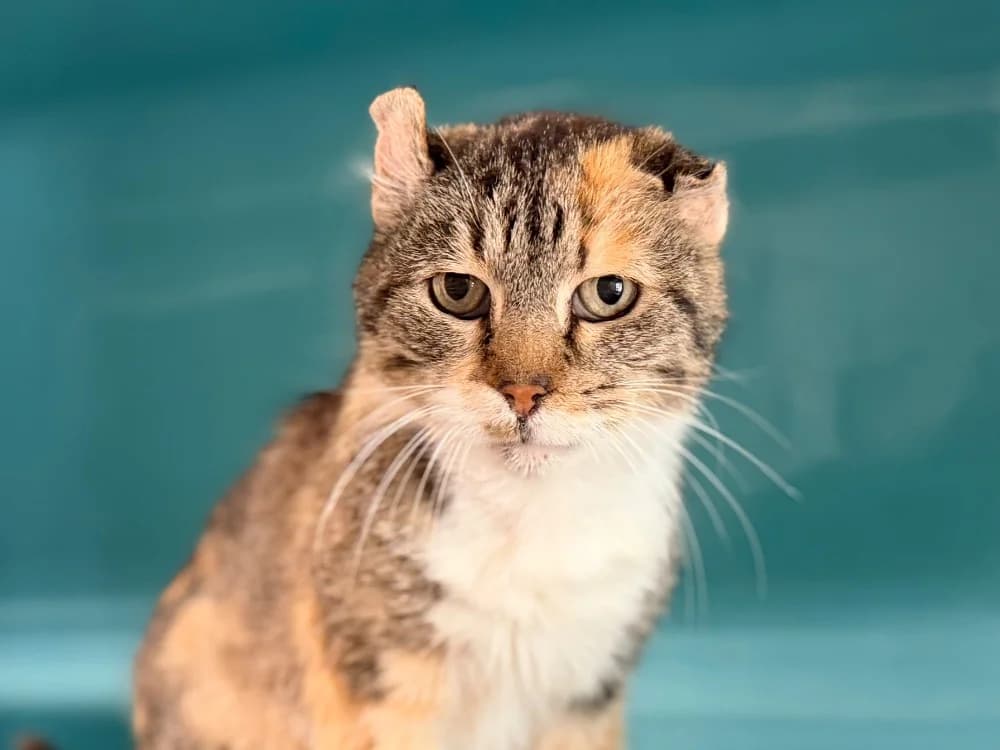 SHEENA, female senior Mixed Breed for adoption at SPA Cluses, Cluses