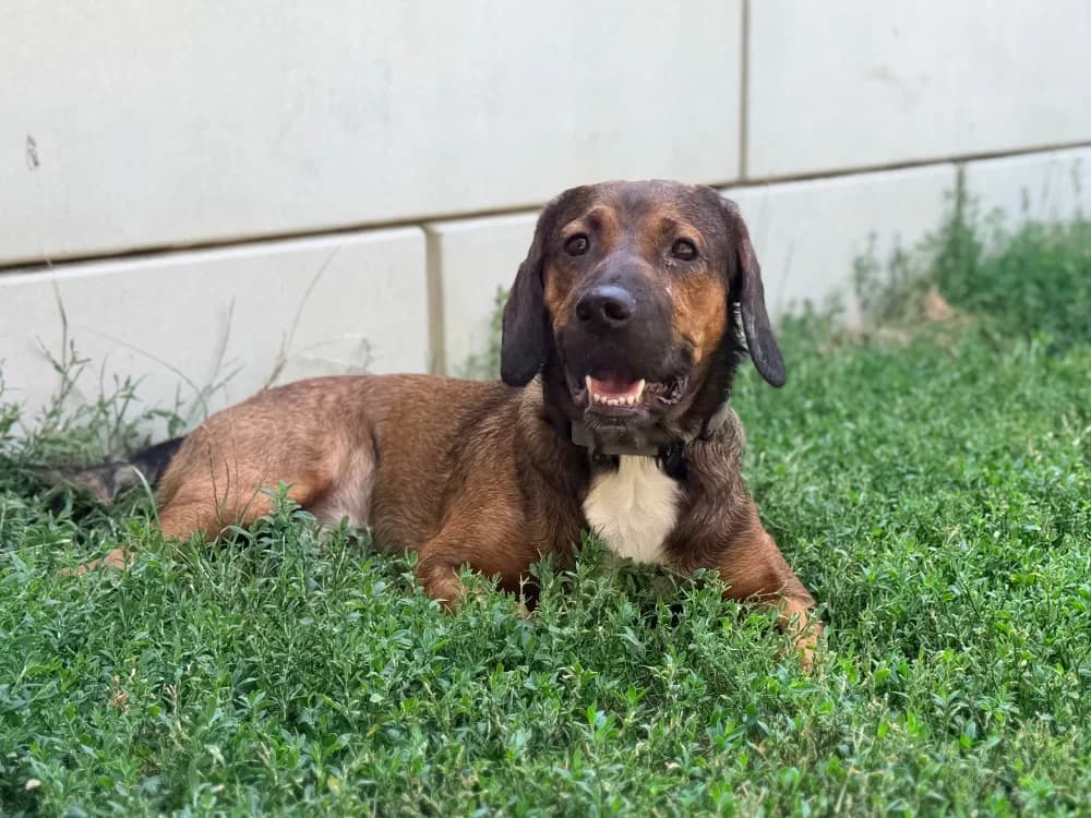 VIVI, male young Mixed Breed for adoption at SPA Cluses, Cluses