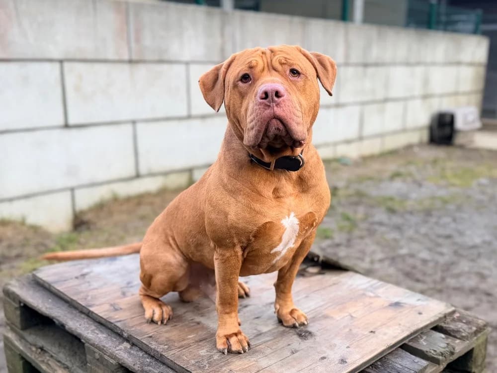THOR (en cours d'adoption), male 4yo mixed breed for adoption at SPA Cluses, Cluses
