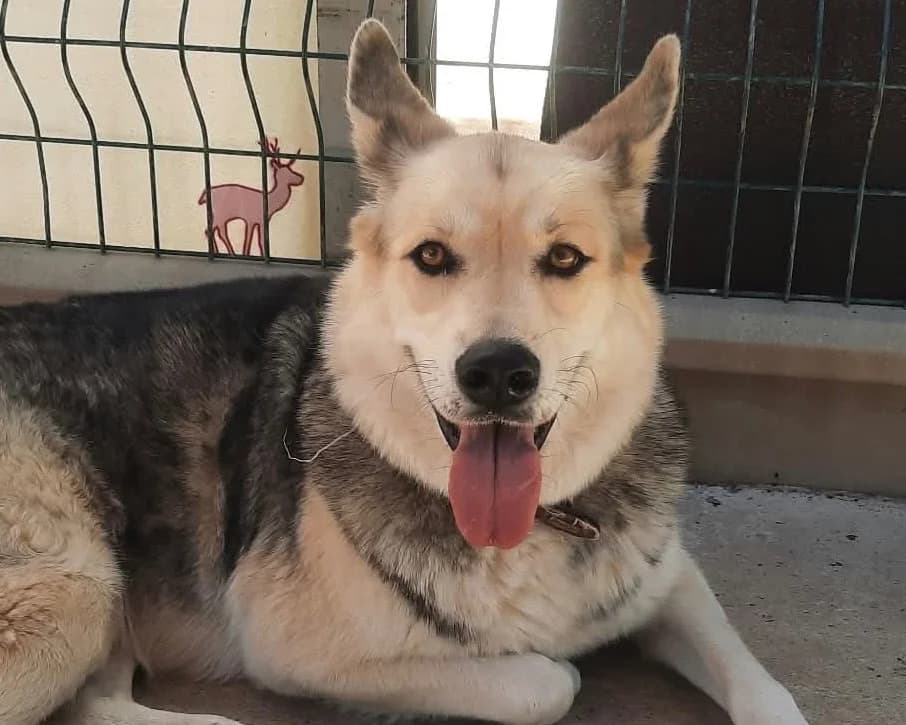 NUPTSE, female 7yo Husky for adoption at SPA Cluses, Cluses