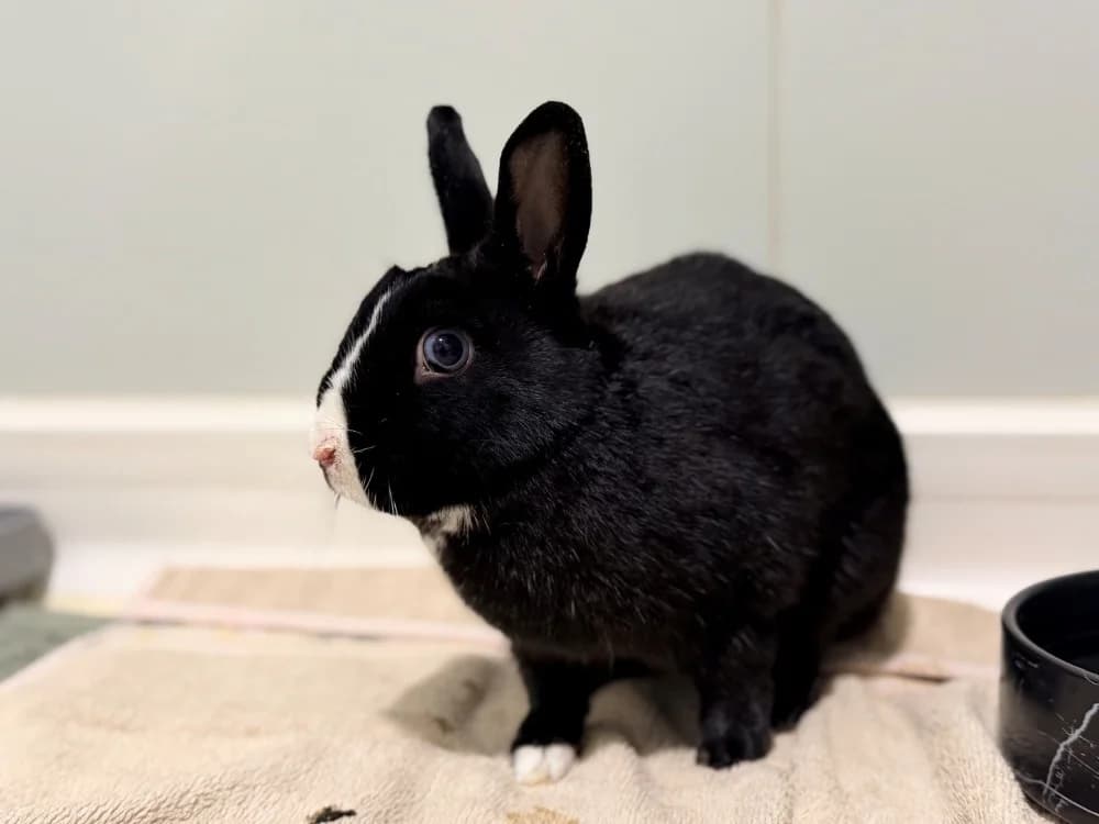 BUNNY, female young mixed breed for adoption at SPA Cluses, Cluses