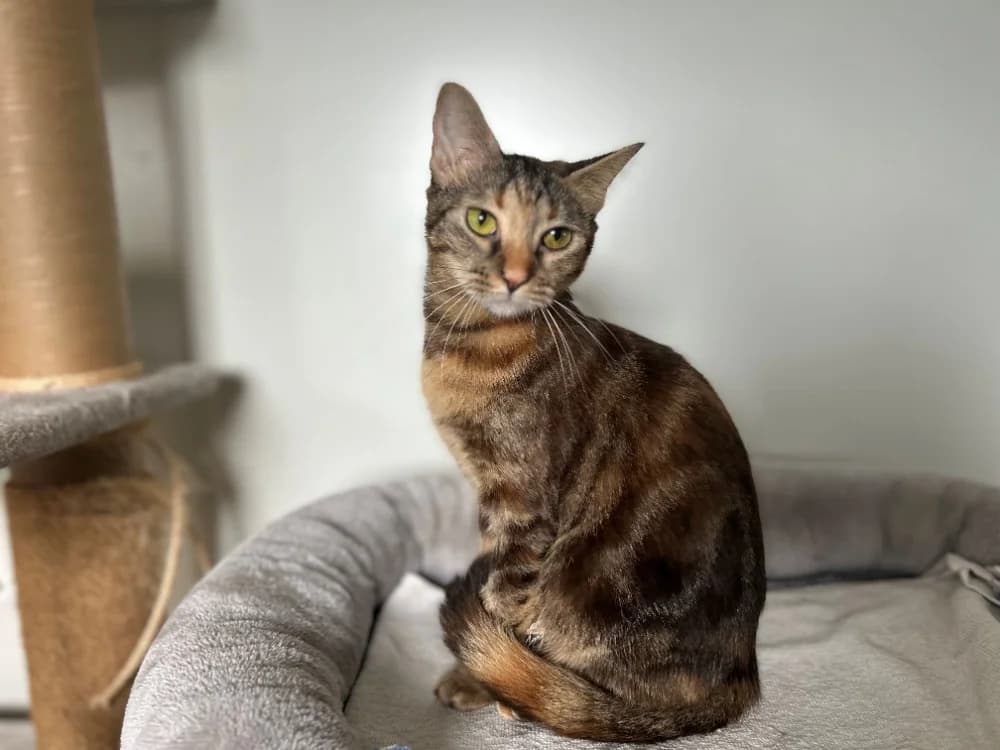 WENDY, female young Mixed Breed for adoption at SPA Cluses, Cluses