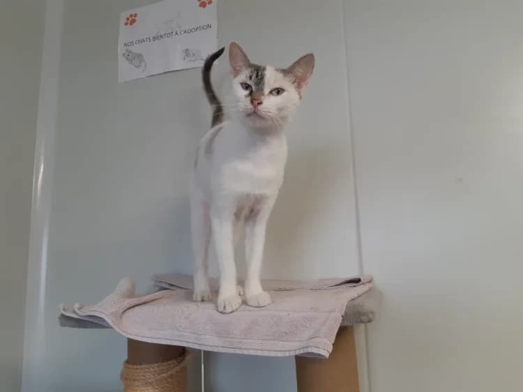 ERIN, female young Mixed Breed for adoption at SPA Cluses, Cluses