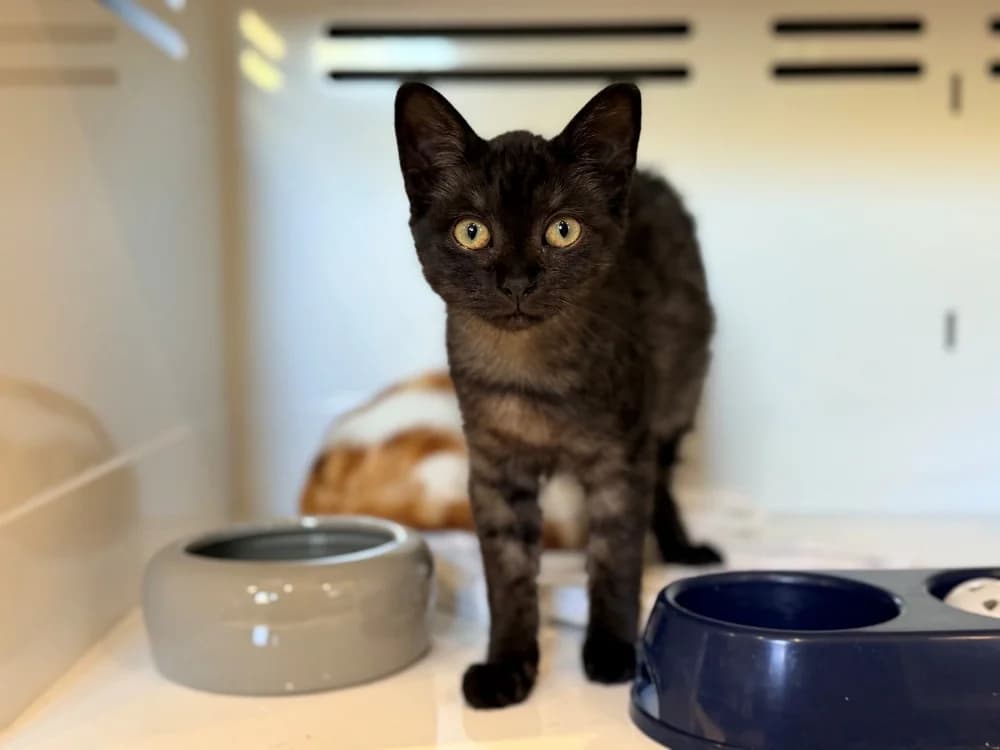 ORLOV, female Mixed Breed for adoption at SPA Cluses, Cluses