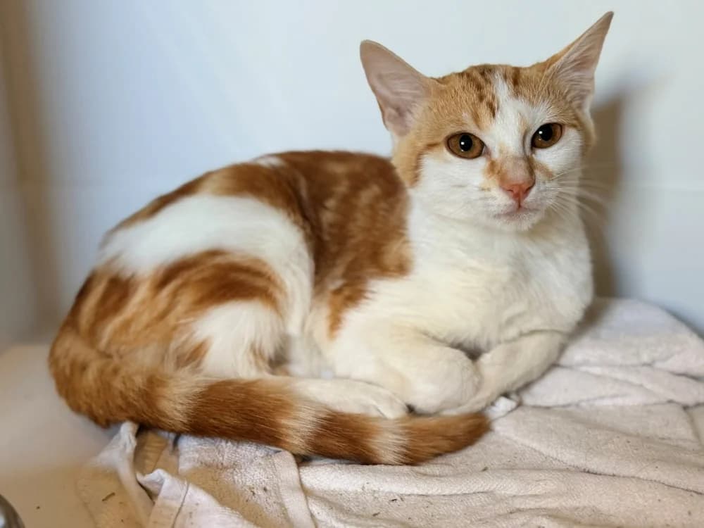 ROAN, female Mixed Breed for adoption at SPA Cluses, Cluses