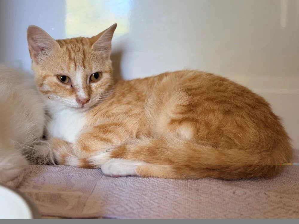 LASLO, female Mixed Breed for adoption at SPA Cluses, Cluses