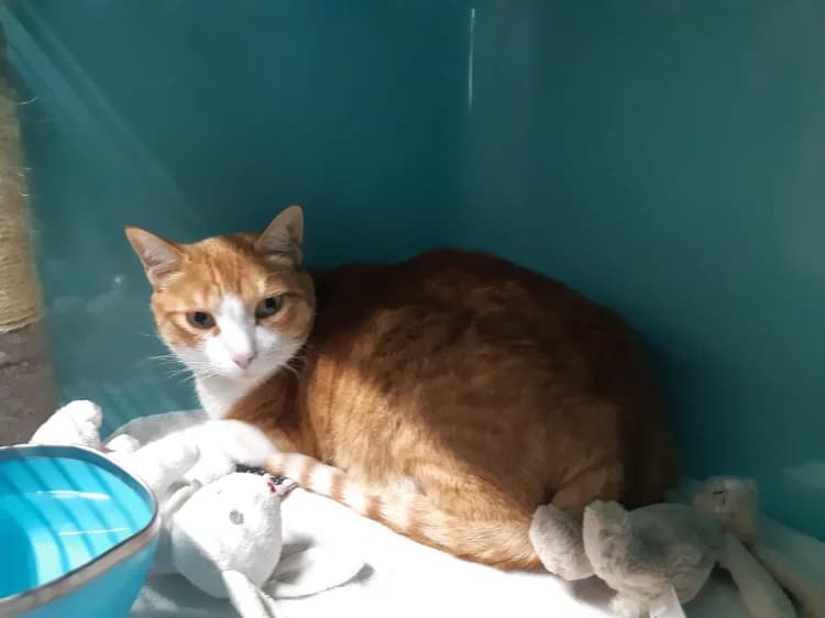 Hommel, male 7yo Mixed Breed for adoption at SPA Cluses, Cluses