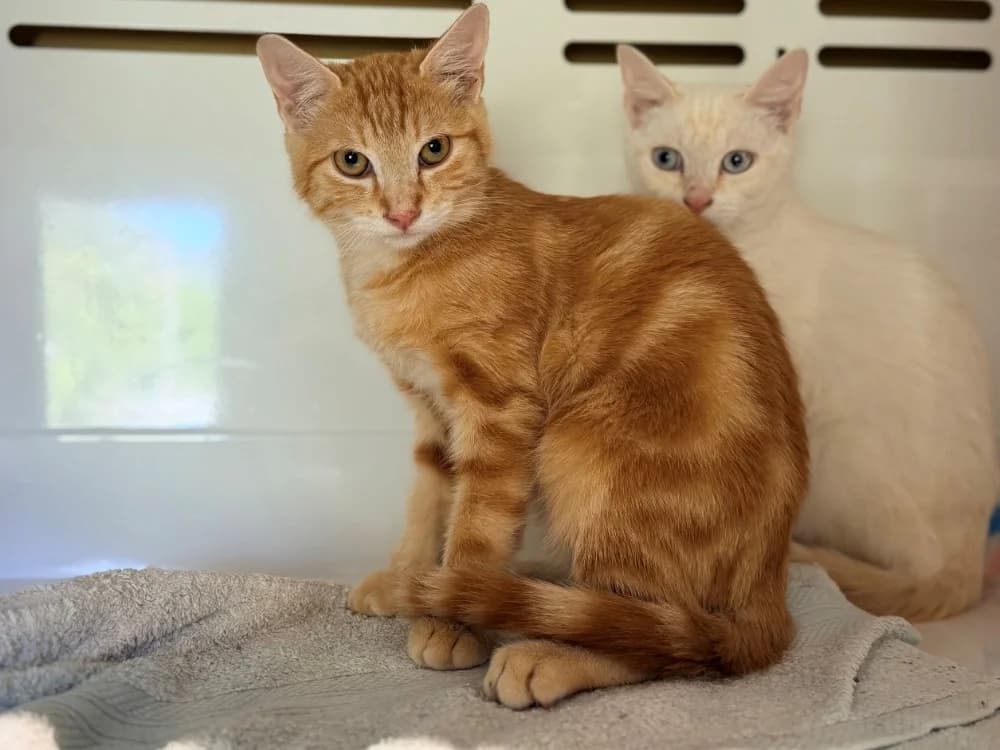 KIP, male Mixed Breed for adoption at SPA Cluses, Cluses