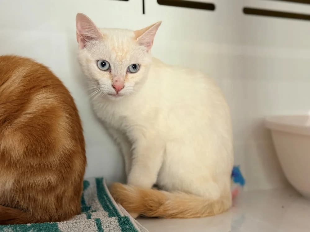 KIM, male Mixed Breed for adoption at SPA Cluses, Cluses