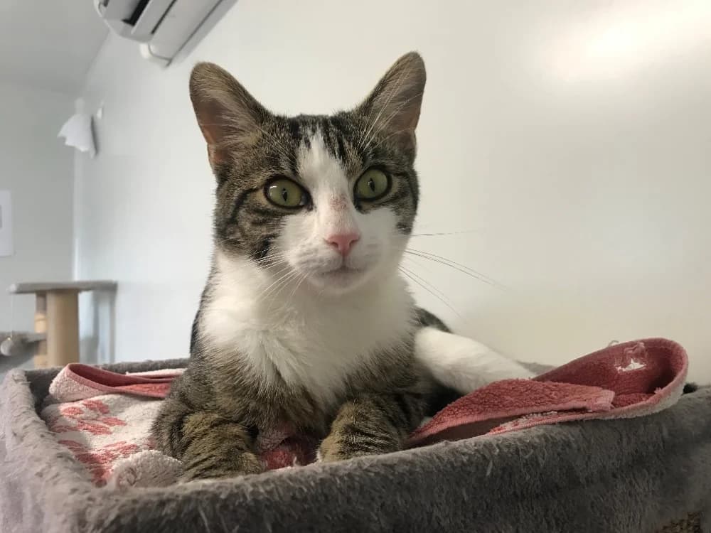 Moustic, male Mixed Breed for adoption at SPA Cluses, Cluses