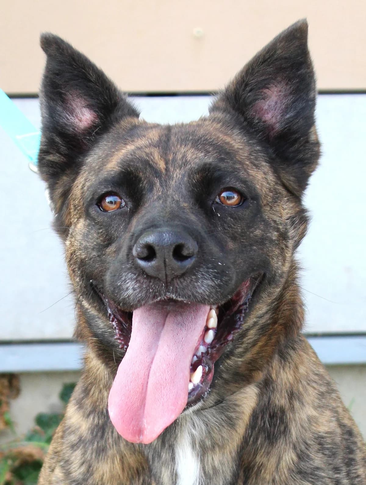 AIKO, male 3yo mixed breed for adoption at SPA Colmar