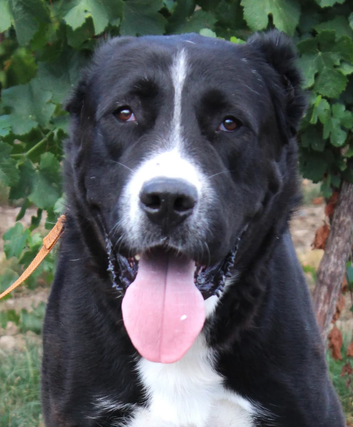 Ne, male mixed breed for adoption at SPA Colmar