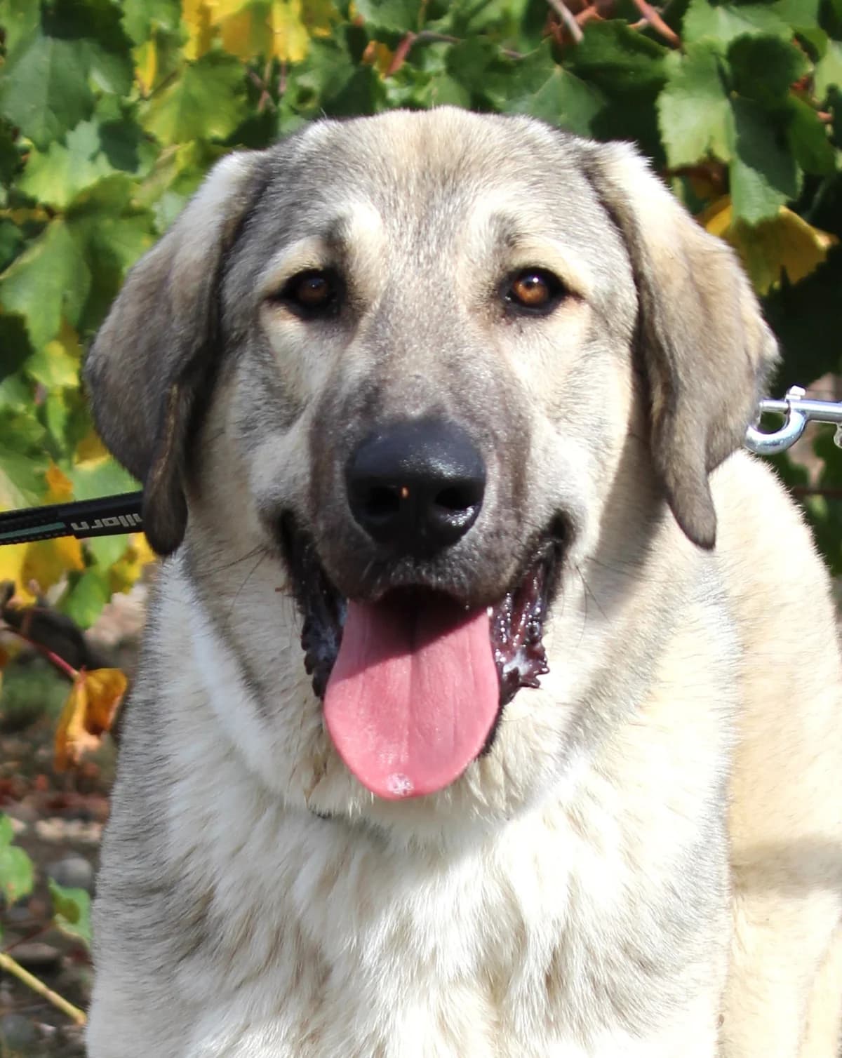 Aslan, male puppy mixed breed for adoption at SPA Colmar