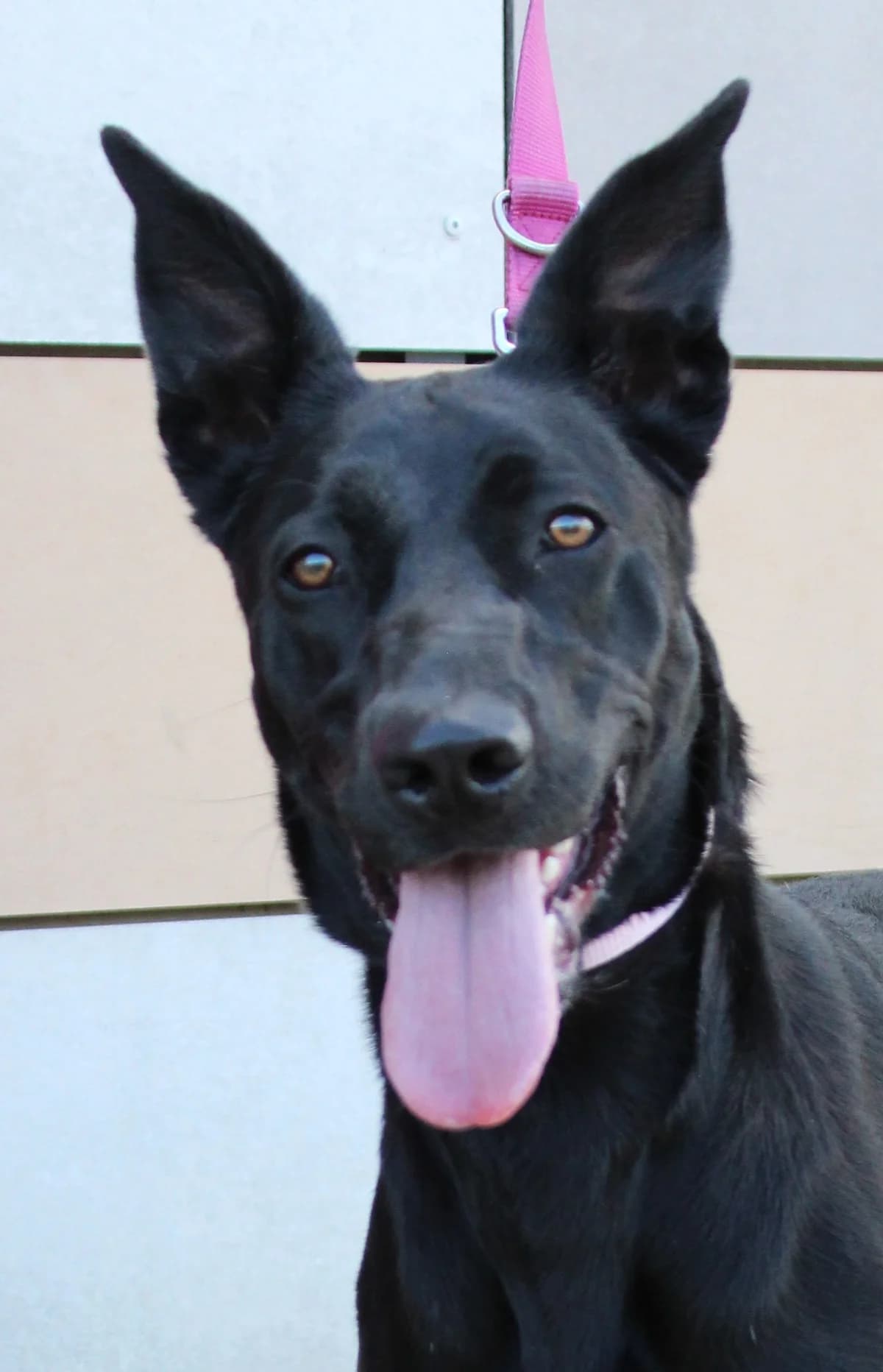 Ava, female young Belgian Malinois for adoption at SPA Colmar
