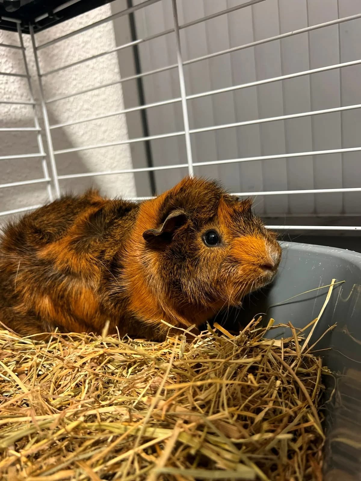 Pirouette, male young mixed breed for adoption at SPA Colmar