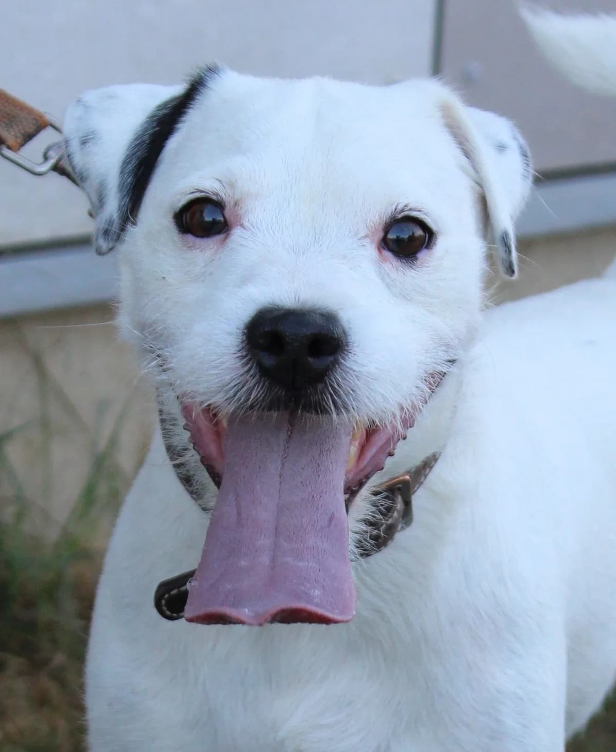 Cody, male 6yo mixed breed for adoption at SPA Colmar