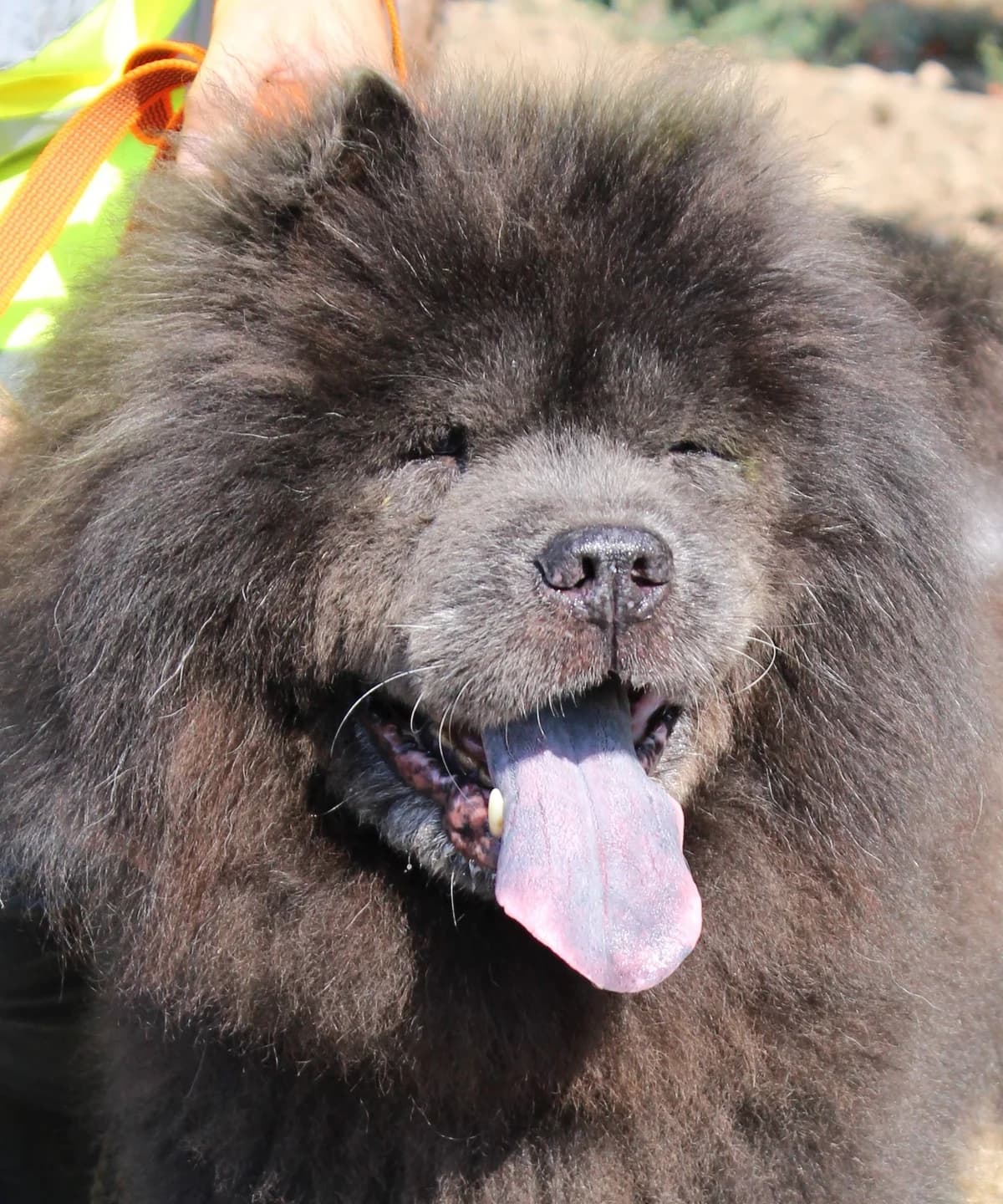 GALAXY, male senior mixed breed for adoption at SPA Colmar