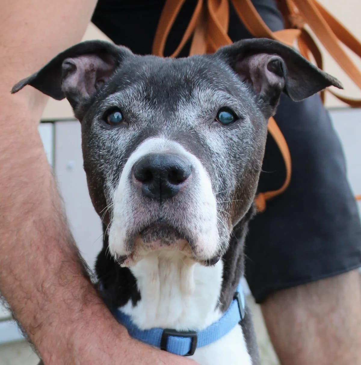 Jena, female senior American Staffordshire Terrier for adoption at SPA Colmar