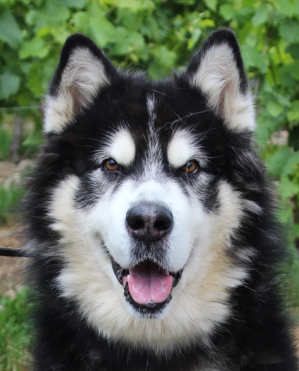 LOOKI, male senior Alaskan Malamute for adoption at SPA Colmar