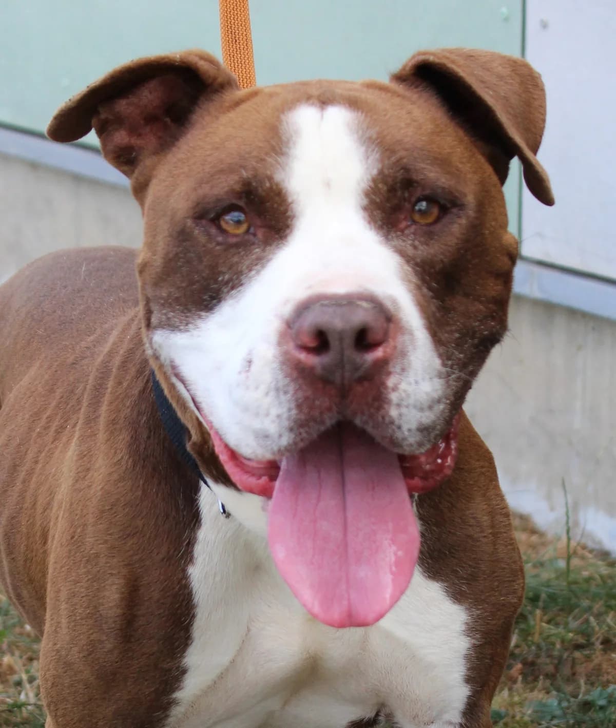 MAC, male senior American Staffordshire Terrier for adoption at SPA Colmar