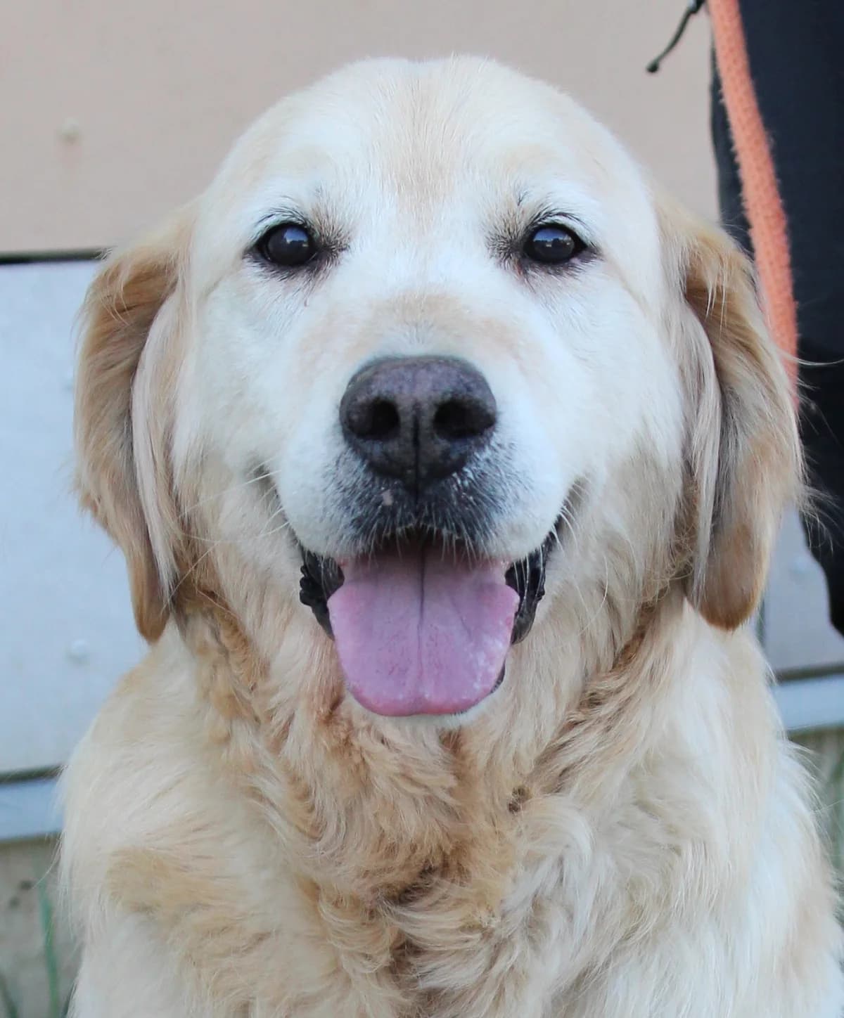 MATHENA, female senior Golden Retriever for adoption at SPA Colmar