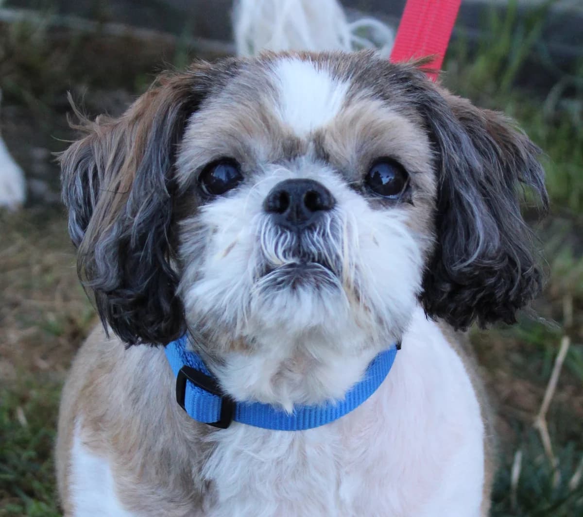 Mickey, male senior Shih Tzu for adoption at SPA Colmar