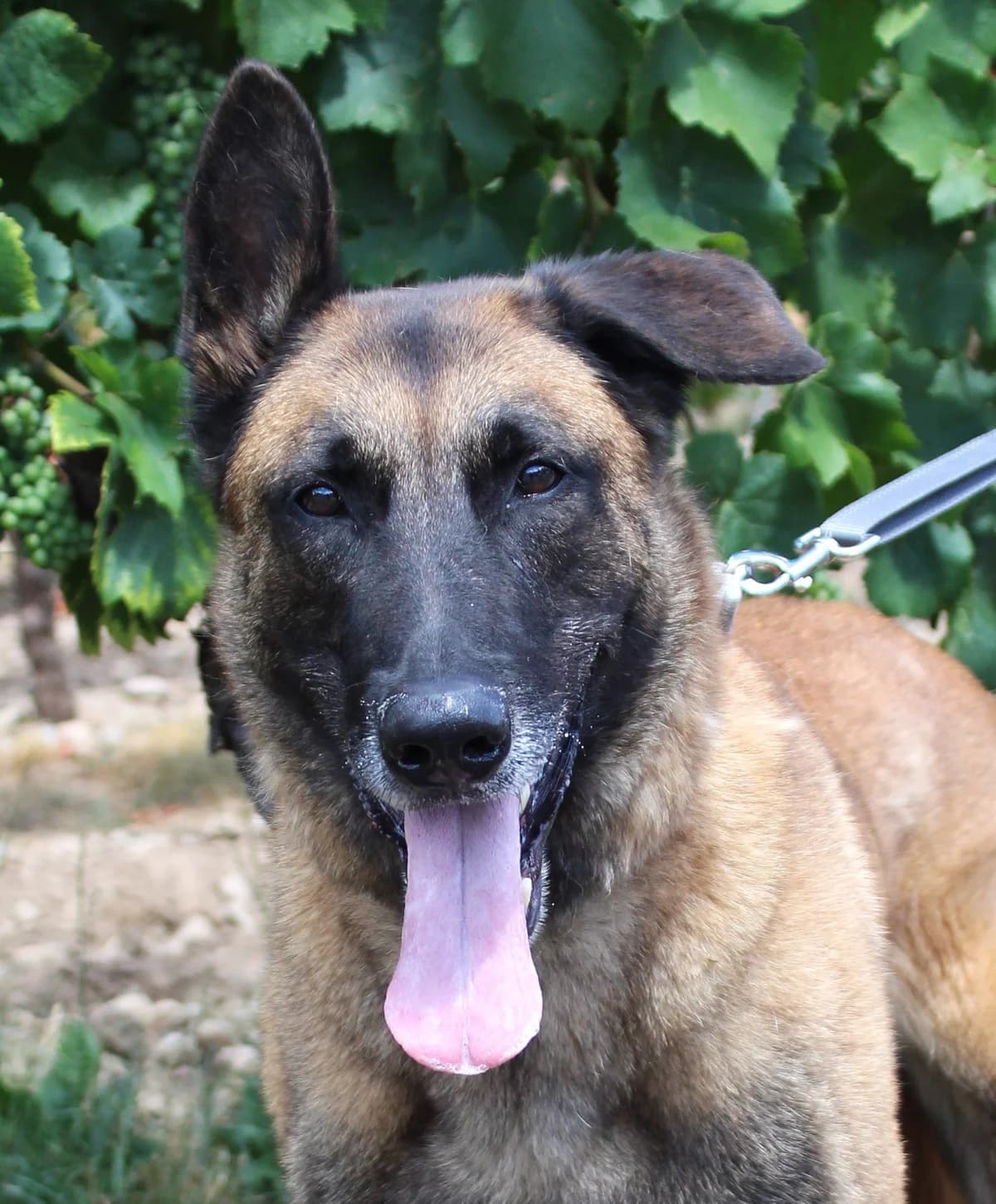RILEY, male 5yo Belgian Malinois for adoption at SPA Colmar